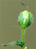  Calyx